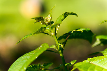 Obraz premium green leaf in the park