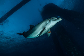 Obraz na płótnie Canvas Dolphin swimming in the Red Sea, Eilat Israel