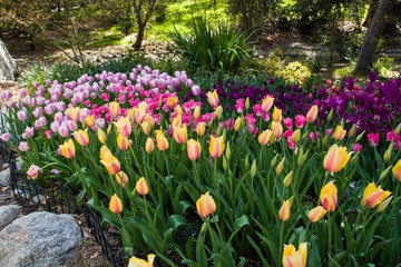 It&rsquo;s Tulip Mania Time! Tourists are flocking to Descanso Gardens to see the glorious, colorful tulips at peak bloom. La Ca&ntilde;ada Flintridge, California. March 2019.