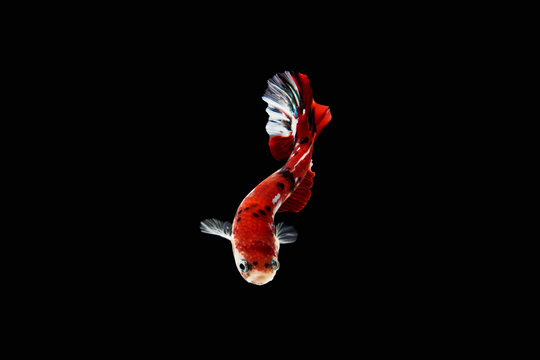 The moving moment beautiful of siam betta fish koi red in thailand on black background