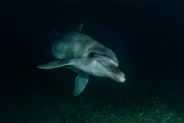 Fototapeta premium Dolphin swimming in the Red Sea, Eilat Israel