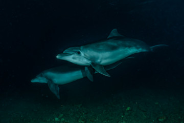 Fototapeta premium Dolphins swimming in the Red Sea, Eilat Israel 
