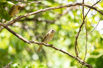  lonely bird