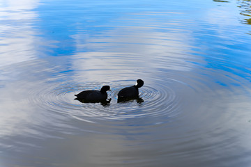 two cute duck in lake - Stow Lake in Golden Gate Park