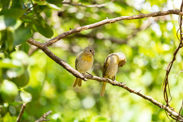  two birds
