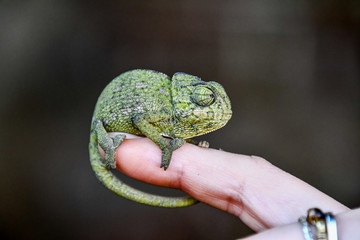 chameleon on hand, photo as background, baby chamaleon © underworld
