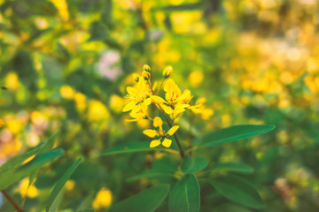 Flower bunch in the garden