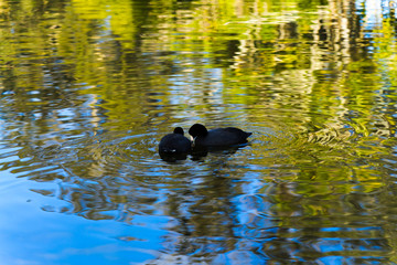 two cute duck in lake - Stow Lake in Golden Gate Park
