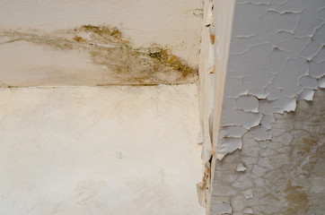 Unhealthy mold damaged walls, ceilings and Floors