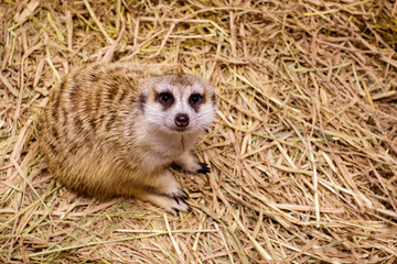 Image of meerkat (Suricata suricatta) on nature background. Wild Animals.