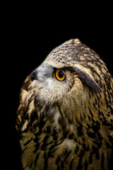 Image of an owl on black background. Birds. Wild Animals.