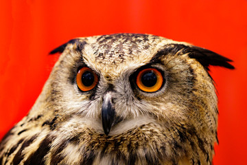 Image of an owl on red background. Birds. Wild Animals.