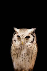 Image of an owl on black background. Birds. Wild Animals.