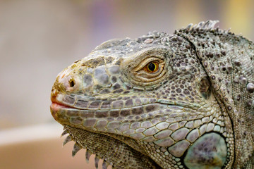 Image of an iguana head on nature background. Reptile. Animals.