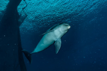 Dolphin swimming in the Red Sea, Eilat Israel