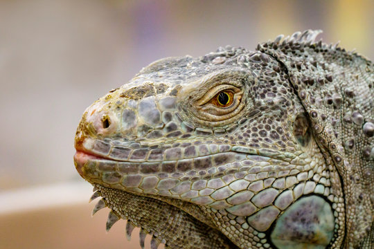 Image of an iguana head on nature background. Reptile. Animals.