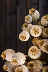 Dry poppy on a dark background.