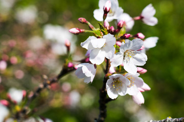 cherry blossoms in spring