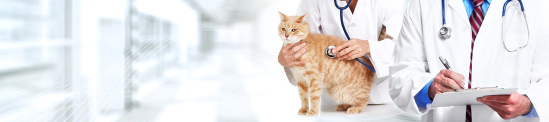 Cat and veterinarian doctor