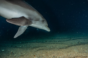Naklejka premium Dolphin swimming in the Red Sea, Eilat Israel