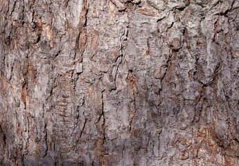Bark of an old tree in the park as texture. Tree bark in the background. Tree bark texture. Wood background