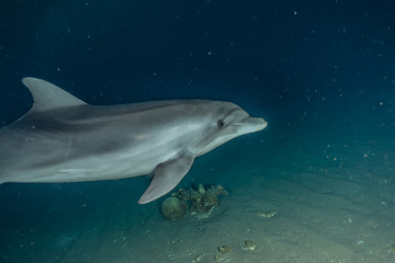 Dolphin swimming in the Red Sea, Eilat Israel
