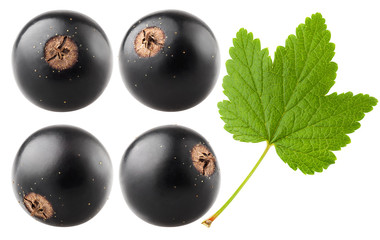 Black currant isolated on white background, clipping path, full depth of field
