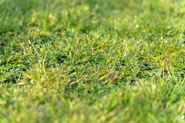 grass and weed flower