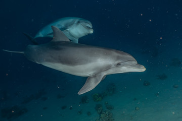 Fototapeta premium Dolphins swimming in the Red Sea, Eilat Israel 