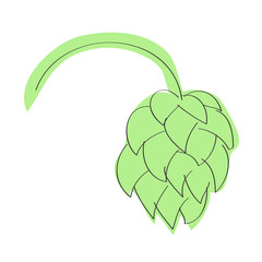 Hop cone on white background