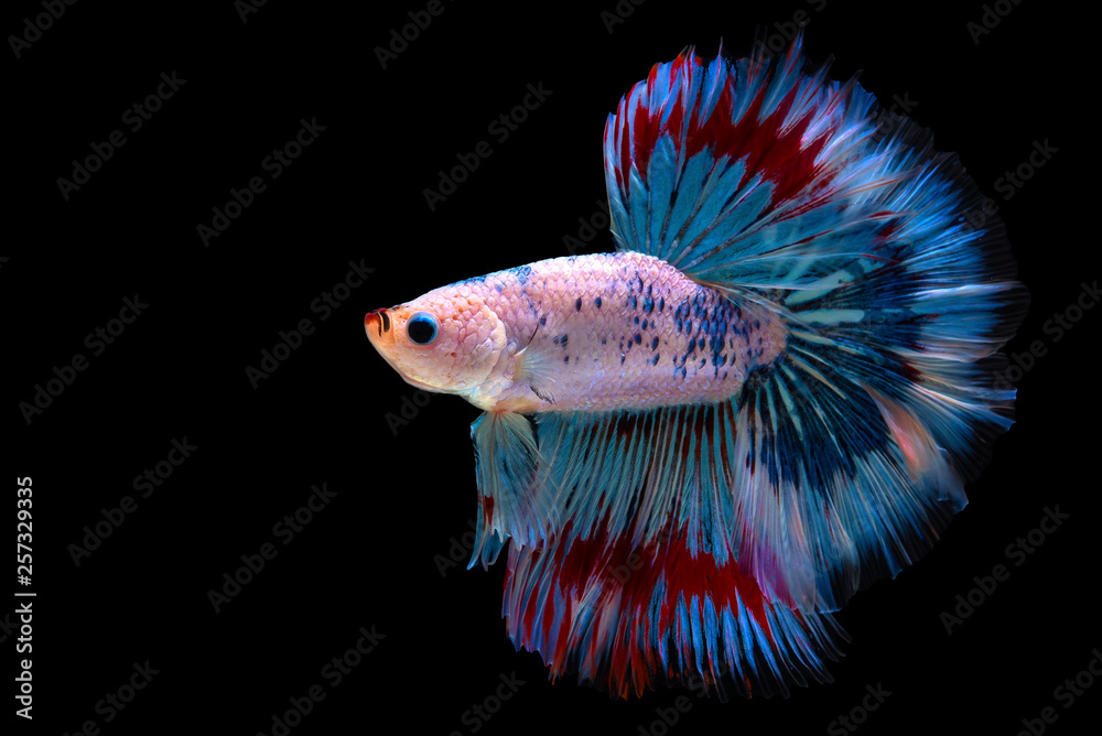 Wall mural Colorful Siamese Fighting fish 