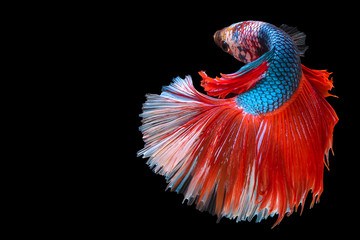 Obraz premium Red blue Siamese Fighting fish 