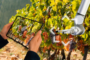 Farmer uses a digital tablet to control robot on a vineyard. Smart farming concept.