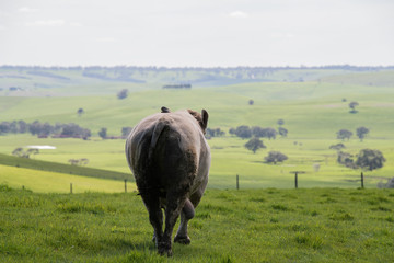 Beef cows and calfs grazing on grass in south west victoria, Australia. eating hay and silage....
