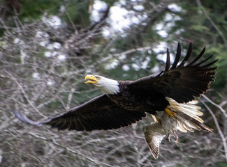 An eagle flying away with its prey