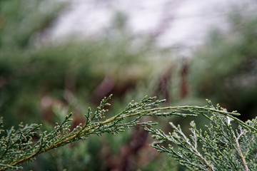 Background of fir tree branches, nature needles.