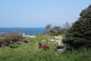 sheep on landscape with lake and mountains