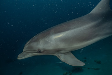 Naklejka premium Dolphin swimming in the Red Sea, Eilat Israel