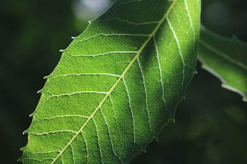 Leaf Sunshine Behind