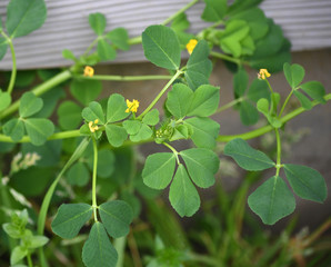 Medicago polymorpha plant in bloom