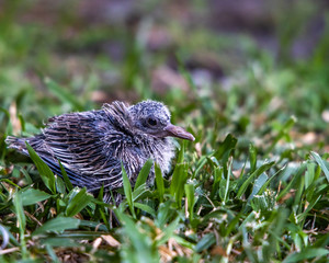 baby bird on grass