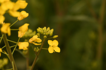 small canola flowers on green background