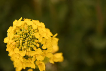 canola flowers giving spring start in Japan