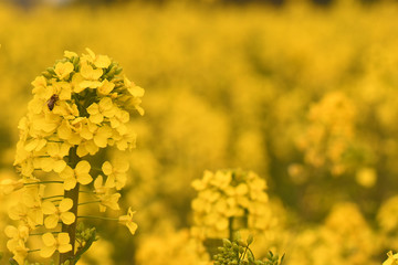 Wonderful canola flower background