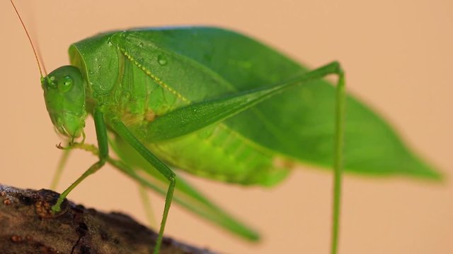 Grilo verde close up