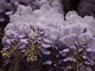 Wisteria Purple Blooms