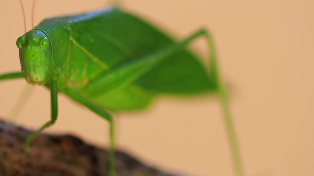 Grilo verde close up