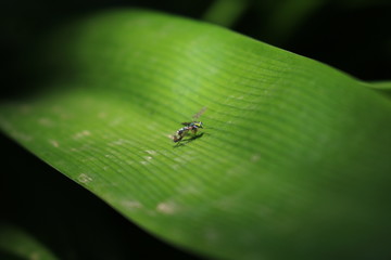 Tiny Mosquito Green Leaf