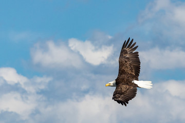 Bald eagle flying in the clouds