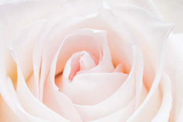 White rose flower with pink middle close up as wallpaper or background for desktop